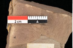 Foto (Detailsansicht) von Quercus palaeoilex Ettingshausen (NHMW-GEO-2024-0188-0842)